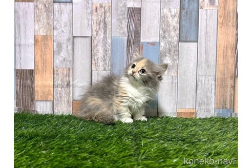 成約済の大阪府のマンチカン(短足)-90294の4枚目