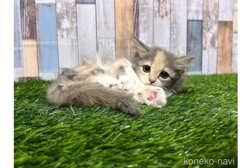 成約済の大阪府のマンチカン(短足)-90294の5枚目
