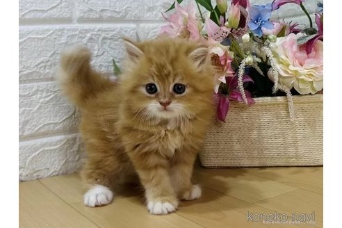 成約済の東京都のラガマフィン-90339の2枚目