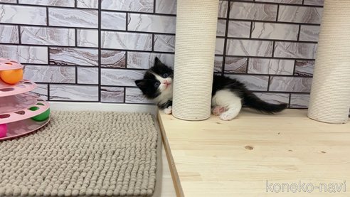 成約済の福岡県のマンチカン-90342の2枚目