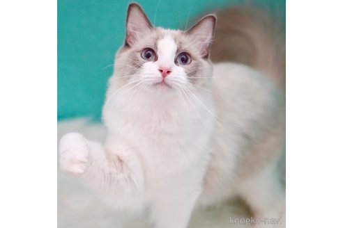 はまちちゃん1枚目