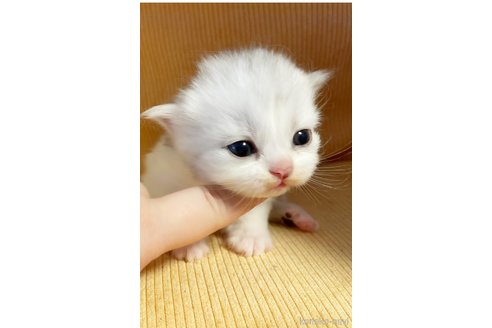 成約済の島根県のミヌエット-89966の1枚目