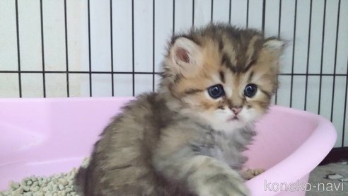 成約済の愛知県のペルシャ(チンチラ)-90393の3枚目
