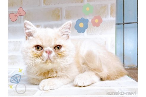 成約済の東京都のエキゾチックショートヘア-83218の10枚目