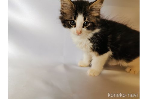 成約済の兵庫県のノルウェージャンフォレストキャット-86546の2枚目