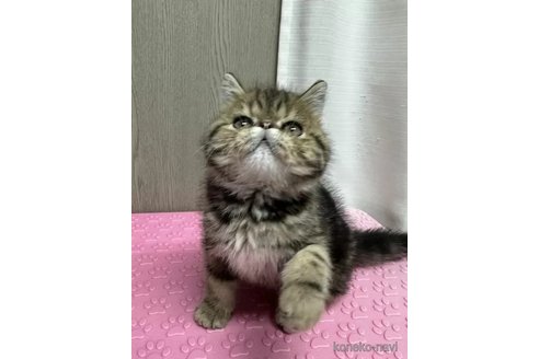 成約済の福島県のエキゾチックショートヘア-90455の5枚目