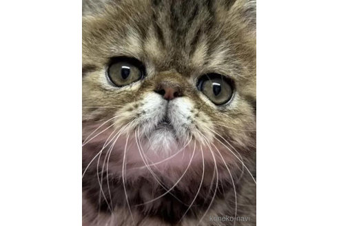 成約済の福島県のエキゾチックショートヘア-90455の4枚目