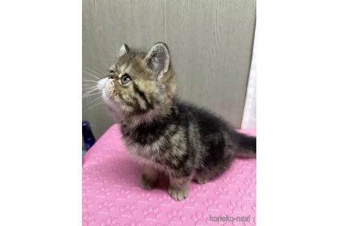 成約済の福島県のエキゾチックショートヘア-90455の2枚目