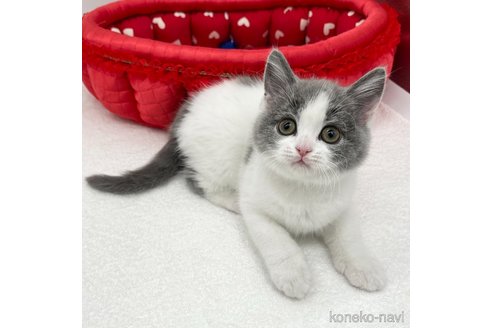 成約済の愛知県のブリティッシュショートヘア-90462の4枚目