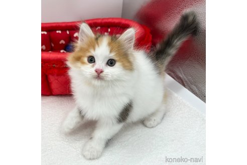 成約済の愛知県のラガマフィン-90464の3枚目