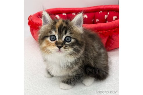 成約済の愛知県のラガマフィン-90466の3枚目