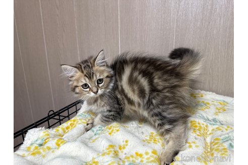 成約済の鹿児島県のミヌエット-90474の3枚目