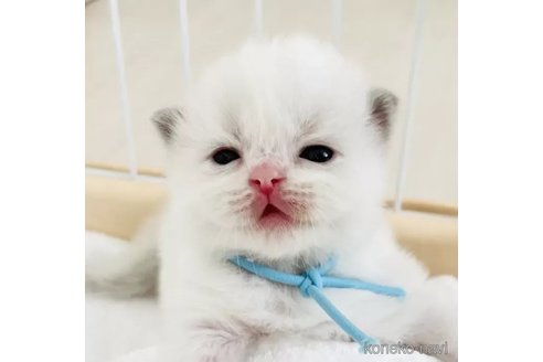 成約済の福島県のラグドール-90477の3枚目