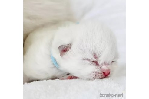 成約済の福島県のラグドール-90477の2枚目
