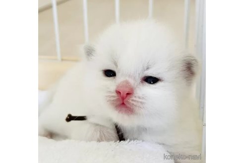 成約済の福島県のラグドール-90478の3枚目