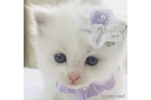 成約済の福島県のラグドール-90479の4枚目