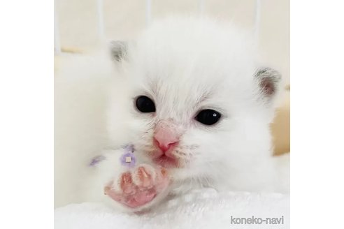 成約済の福島県のラグドール-90479の3枚目