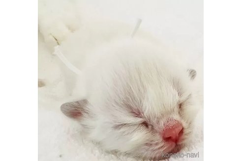 成約済の福島県のラグドール-90481の2枚目