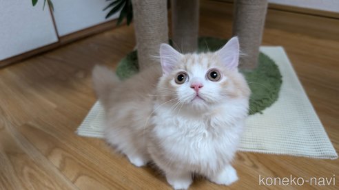 成約済の愛知県のミヌエット(短足)-87498の3枚目