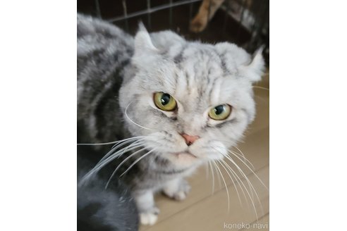 販売中の埼玉県のスコティッシュフォールド-90491の1枚目