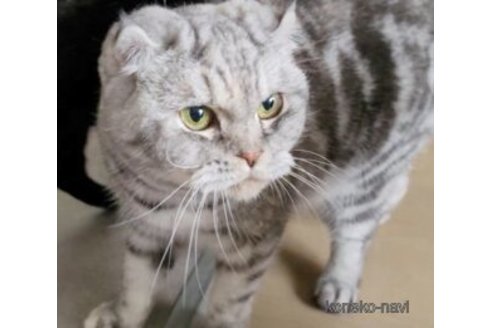販売中の埼玉県のスコティッシュフォールド-90491の4枚目