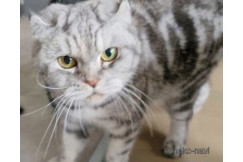 販売中の埼玉県のスコティッシュフォールド-90491の3枚目