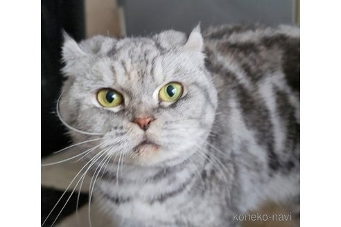 販売中の埼玉県のスコティッシュフォールド-90491の2枚目