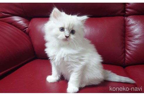販売中の栃木県のサイベリアン-90490の14枚目
