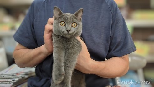 成約済の茨城県のブリティッシュショートヘア-79502の6枚目
