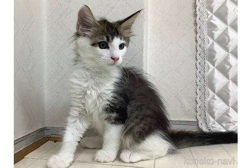 成約済の群馬県のメインクーン-90493の4枚目
