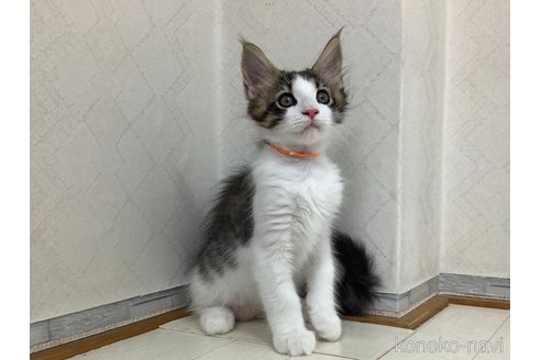 成約済の群馬県のメインクーン-90494の4枚目