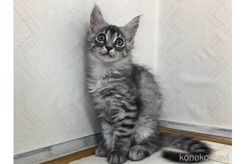 成約済の群馬県のメインクーン-90495の2枚目