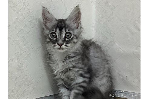 成約済の群馬県のメインクーン-90495の3枚目