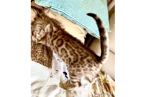 成約済の静岡県のベンガル-83160の5枚目