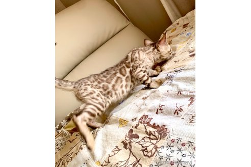 成約済の静岡県のベンガル-83160の4枚目