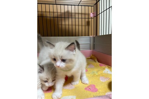 成約済の福岡県のラグドール-90504の3枚目