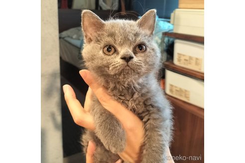 成約済の埼玉県のセルカークレックス-90505の2枚目