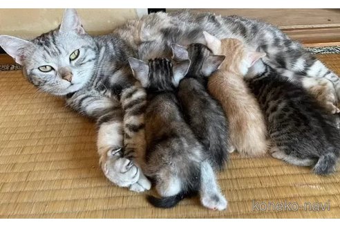 成約済の栃木県のアメリカンショートヘア-90562の3枚目