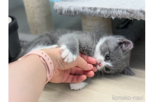 成約済の神奈川県のブリティッシュショートヘア-88710の2枚目