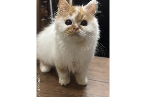 成約済ののスコティッシュフォールド-77270