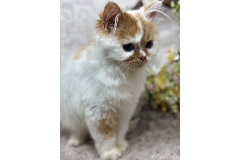 成約済の長野県のスコティッシュフォールド-77270の2枚目