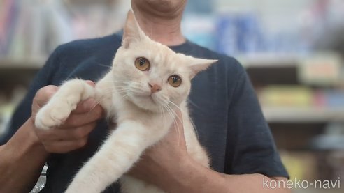 成約済の茨城県のアメリカンショートヘア-90578の1枚目
