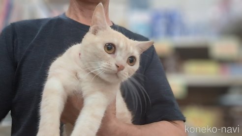 成約済の茨城県のアメリカンショートヘア-90578の3枚目