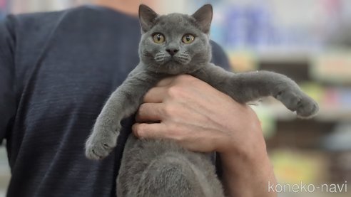 成約済の茨城県のブリティッシュショートヘア-85219の4枚目
