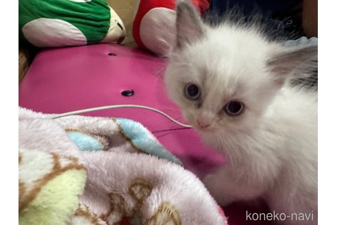 成約済の兵庫県のラグドール-90609の8枚目