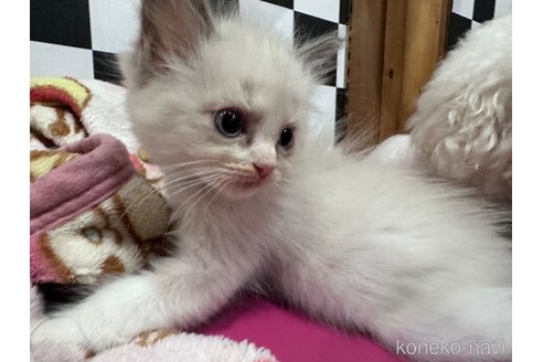 成約済の兵庫県のラグドール-90609の6枚目