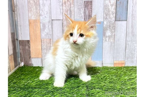成約済の大阪府のマンチカン-89478の8枚目