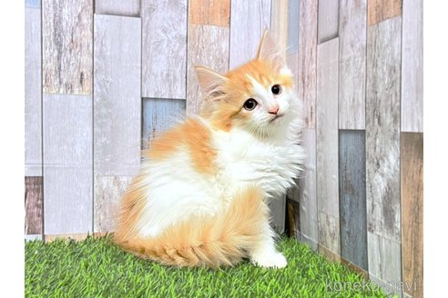 成約済の大阪府のマンチカン-89478の7枚目