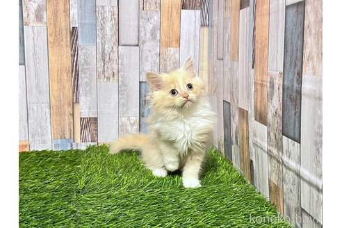 成約済の大阪府のマンチカン-89479の4枚目