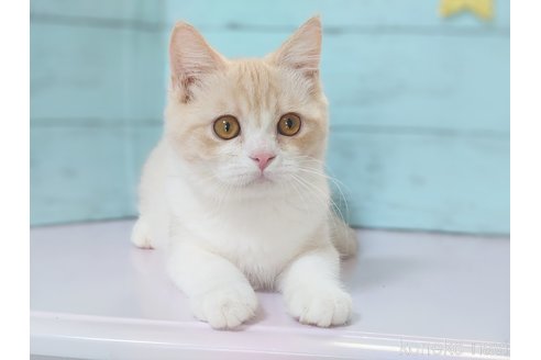 成約済の東京都のマンチカン-84823の5枚目